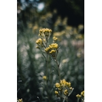Fleurs immortelles
