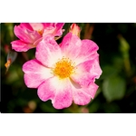 Eglantier rose sauvage