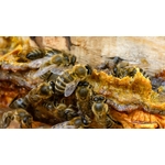 propolis