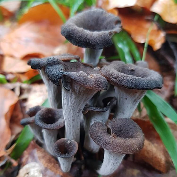 Trompette de la mort dans les bois