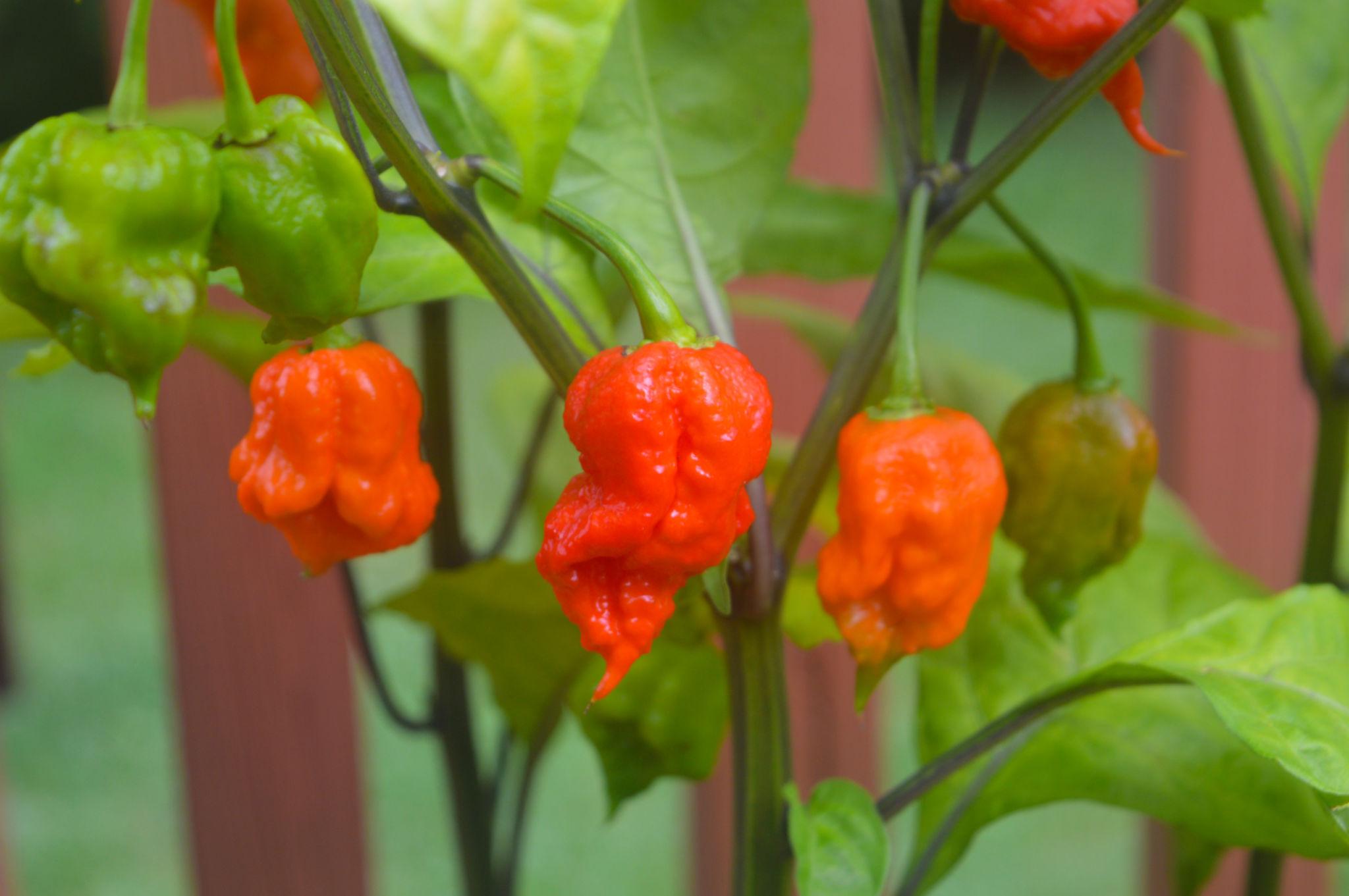 piment carolina reaper