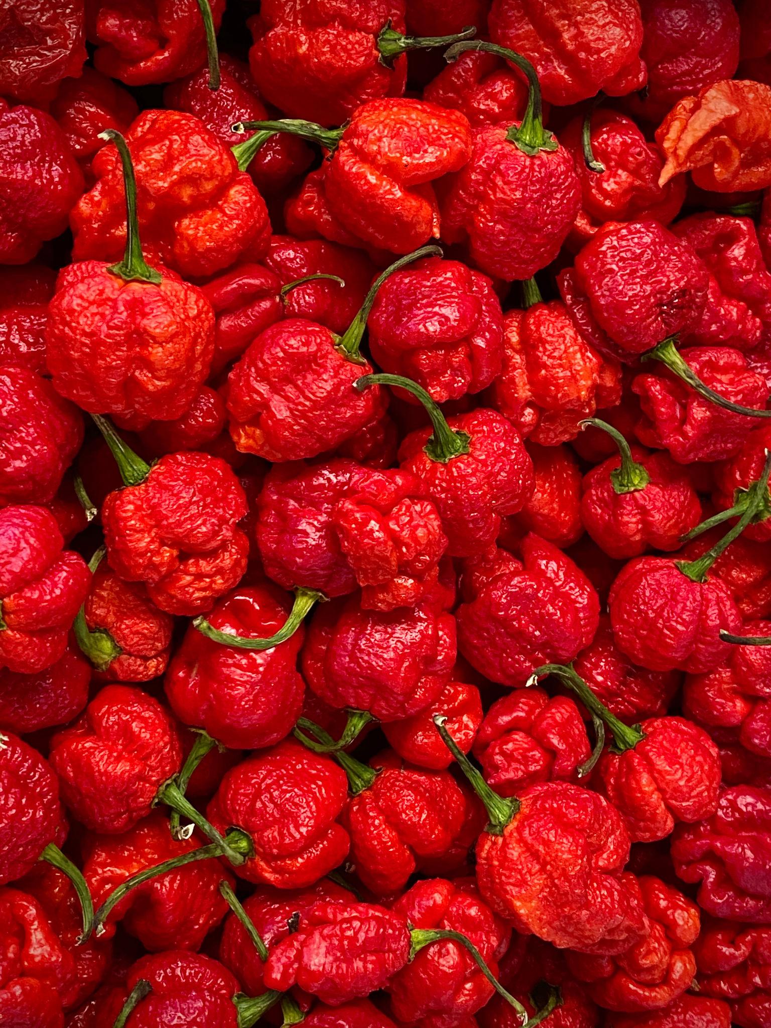 piment carolina reaper