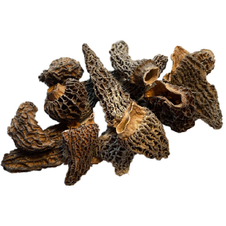 Morilles sauvages du Canada