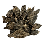 Morilles Regular