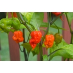 piment carolina reaper