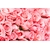 rose-rose