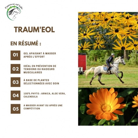 traum-eol (1)