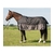 couverture-xtreme-1200-300-stretch-limo-harry-s-horse