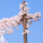 Guirlande-de-fleurs-de-cerisier-artificielles-en-soie-2-pi-ces-1-8M-vigne-Sakura-suspendue