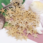 1-bo-te-toile-de-mer-naturelle-coquillage-plage-artisanat-naturel-toiles-de-mer-bricolage-plage