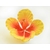 Fleur en sucre - Hibiscus 11 cm - Jaune