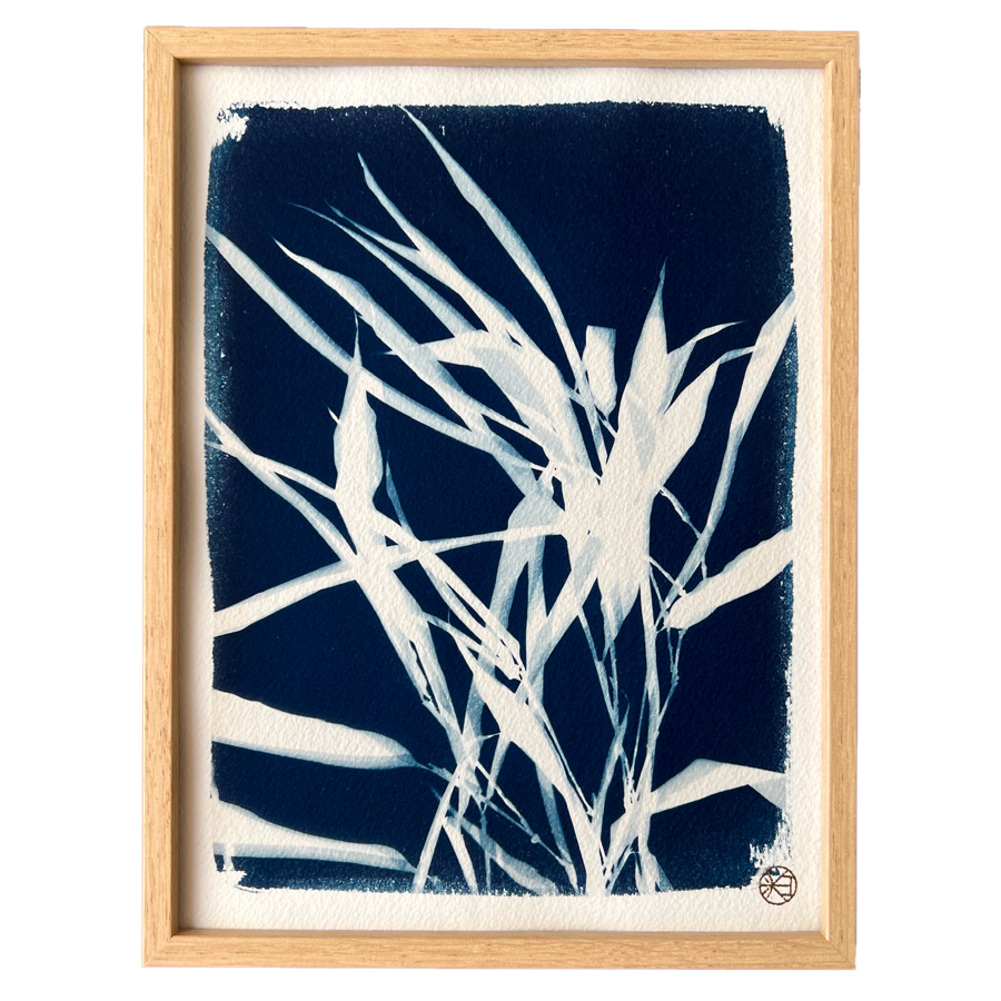 C66XS-les-poesies-vegetales