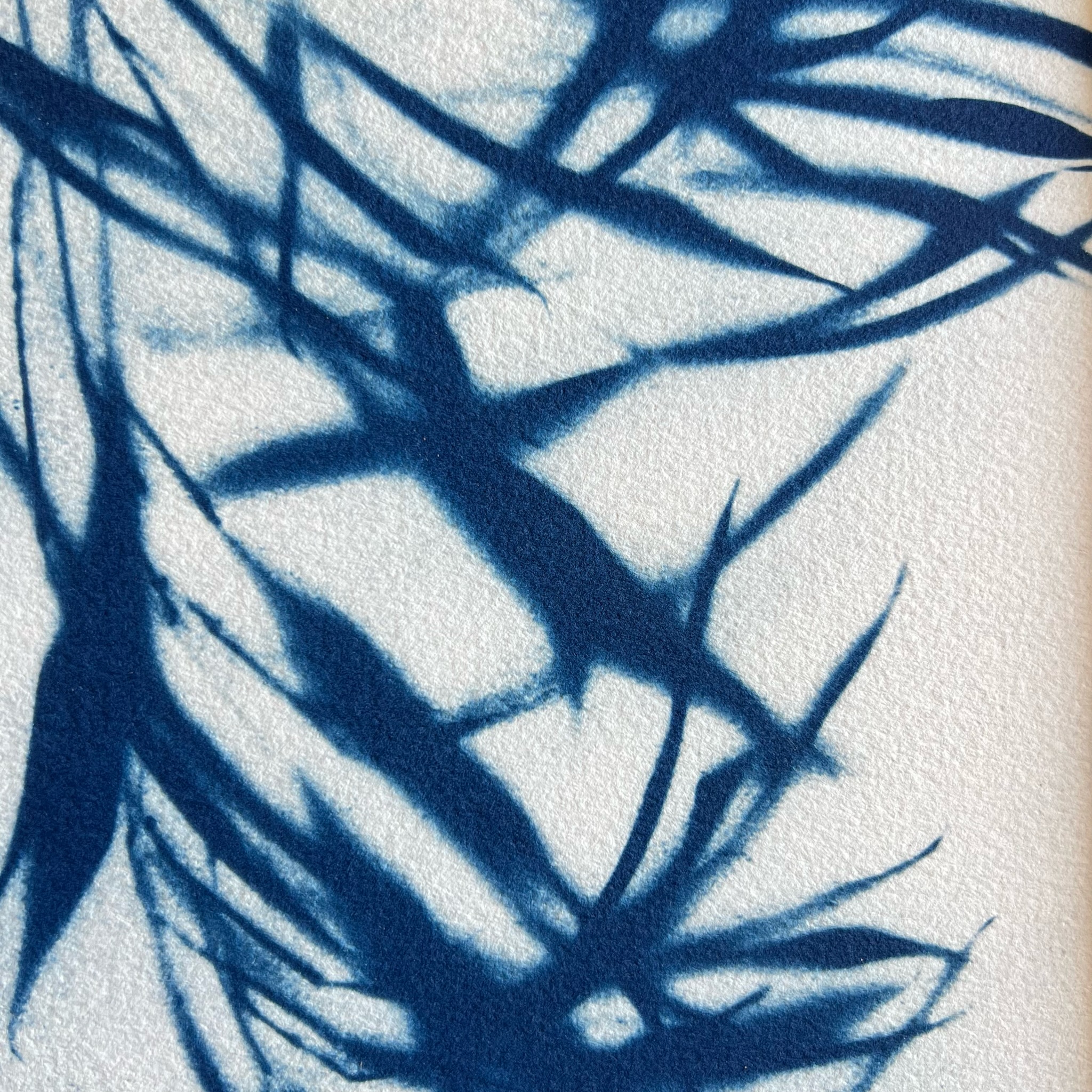 C-134-XS-cyanotype-givré-les-poesies-vegetales-3