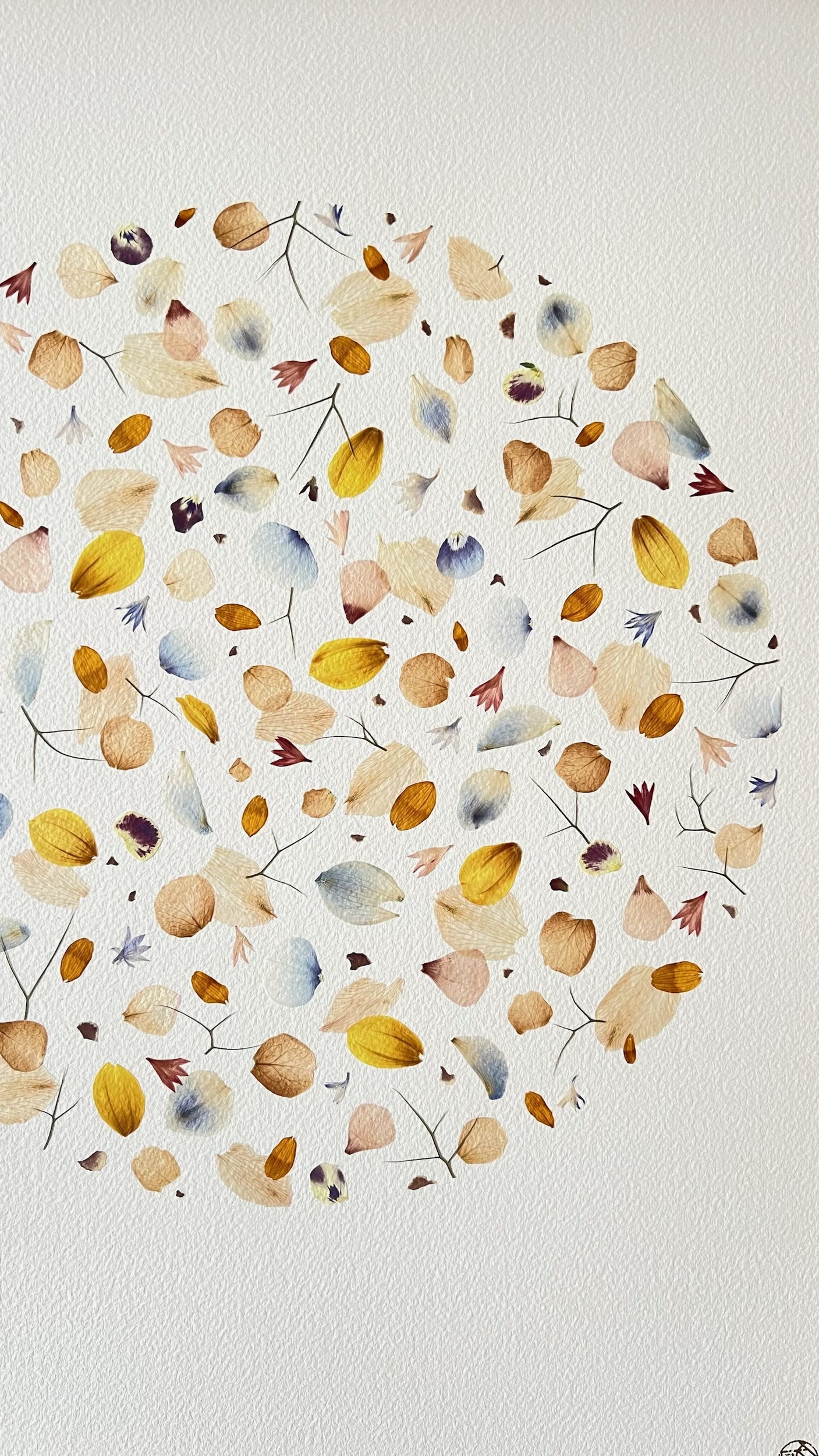 herbier-473-30x40-efflorescence-de-lhiver-lespoesiesvegetales-2