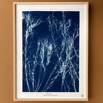 C-55-M - Cyanotype - Les Poésies Végétales - 3