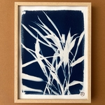 C-66-XS - Cyanotype - Les Poésies Végétales - 4
