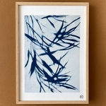 C-86-S - Cyanotype givré - bambou - Les Poésies Végétales - 2