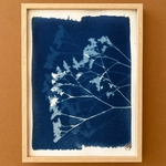 C-92-XS - Cyanotype - Fleurs - Les Poésies Végétales - 2