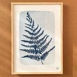 C-117-S - Cyanotype - fougère givrée - Les Poésies Végétales - 2