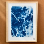 C-131-XS - Cyanotype - cognassier - Les Poésies Végétales - 1