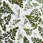 h-445-m-herbier-fleurs-les-poesies-vegetales-3