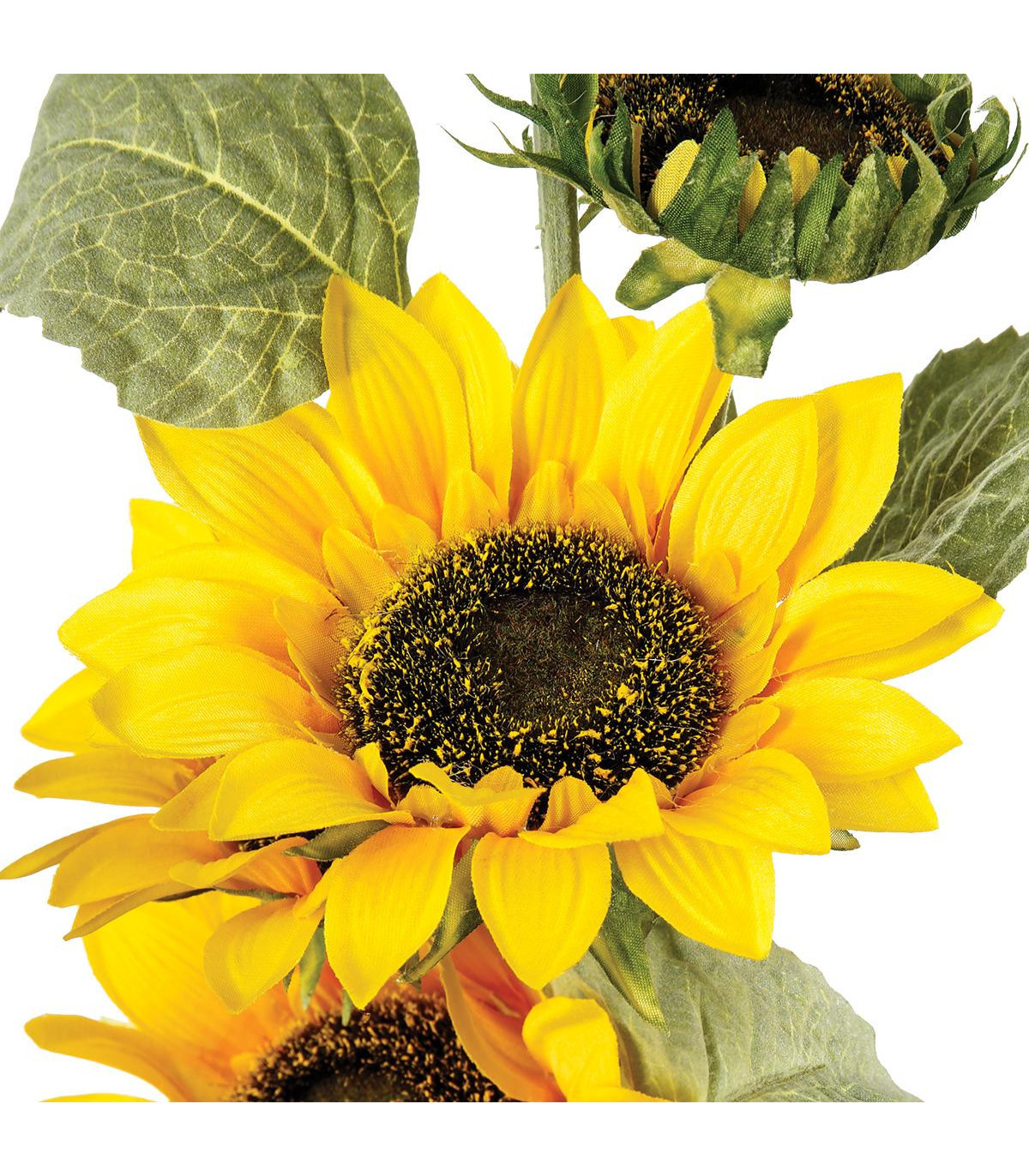 tige-tournesol-h80 (1)