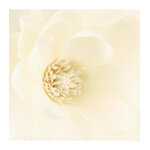 composition-magnolia-en-vase-h75 (1)