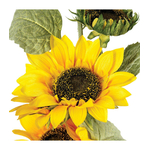 tige-tournesol-h80 (1)
