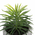 plante-grasse-en-pot-h14 (6)