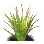 plante-grasse-en-pot-h14 (1)