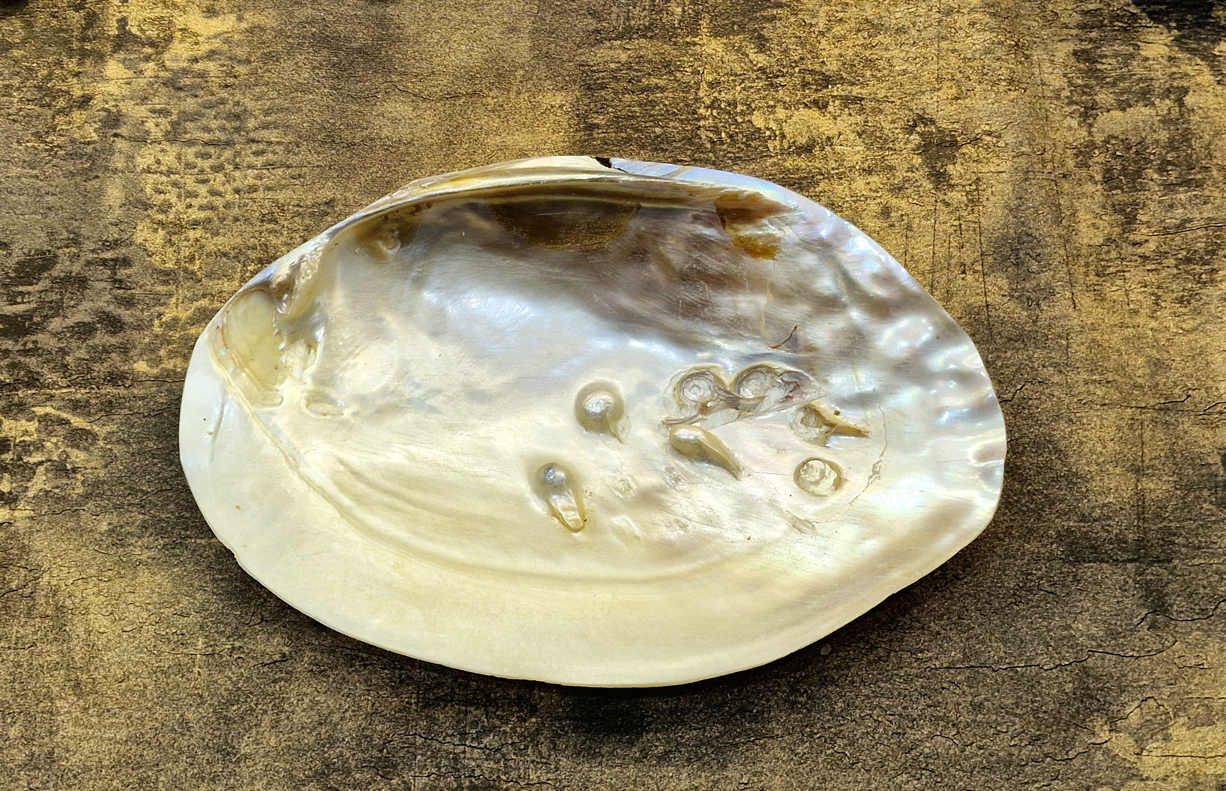 Coquille de nacre avec perles
