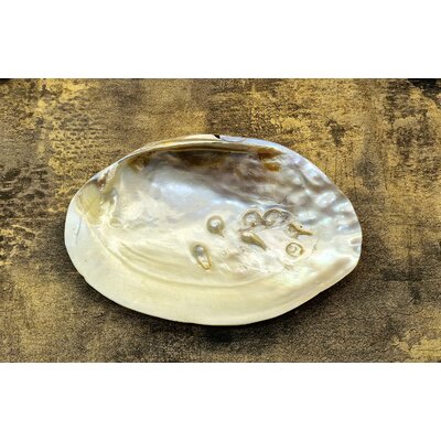 coquillenacreetperles15cm1
