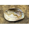 coquillenacreetperles15cm2