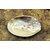 coquillenacreetperles15cm1