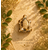 pendentif-tortue-pyrite-presentation