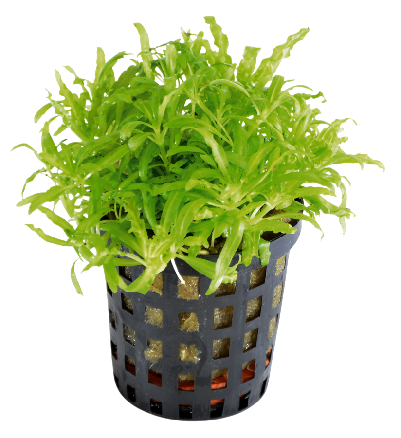 8715897043161 POGOSTEMON HELFERI 5 CM POT-900