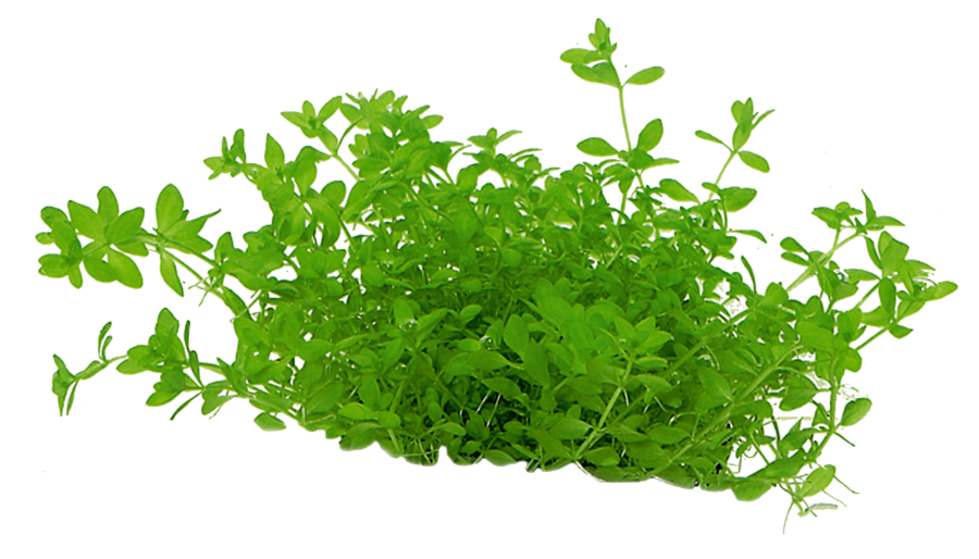 8715897232596 EASY GROW MICRANTHEMUM MICRANTHEMOIDES NR 7-900