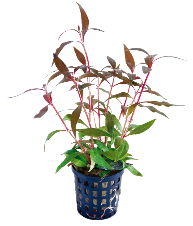 8715897099564 ALTERNANTHERA ROSAEFOLIA MINI 5 CM POT-900