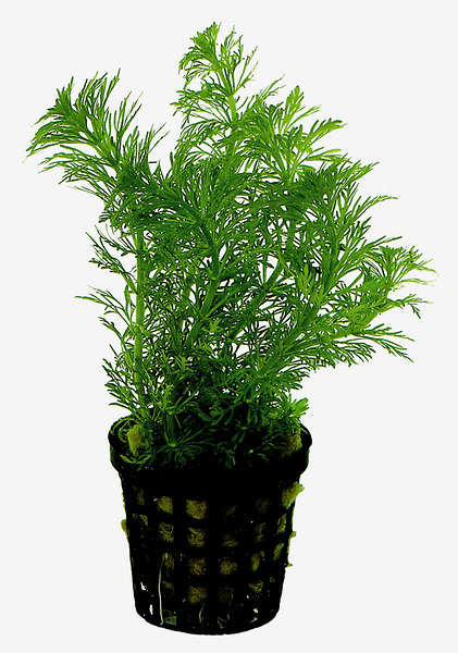 8715897017056 LIMNOPHILA HETEROPHYLLA 5 CM POT -600