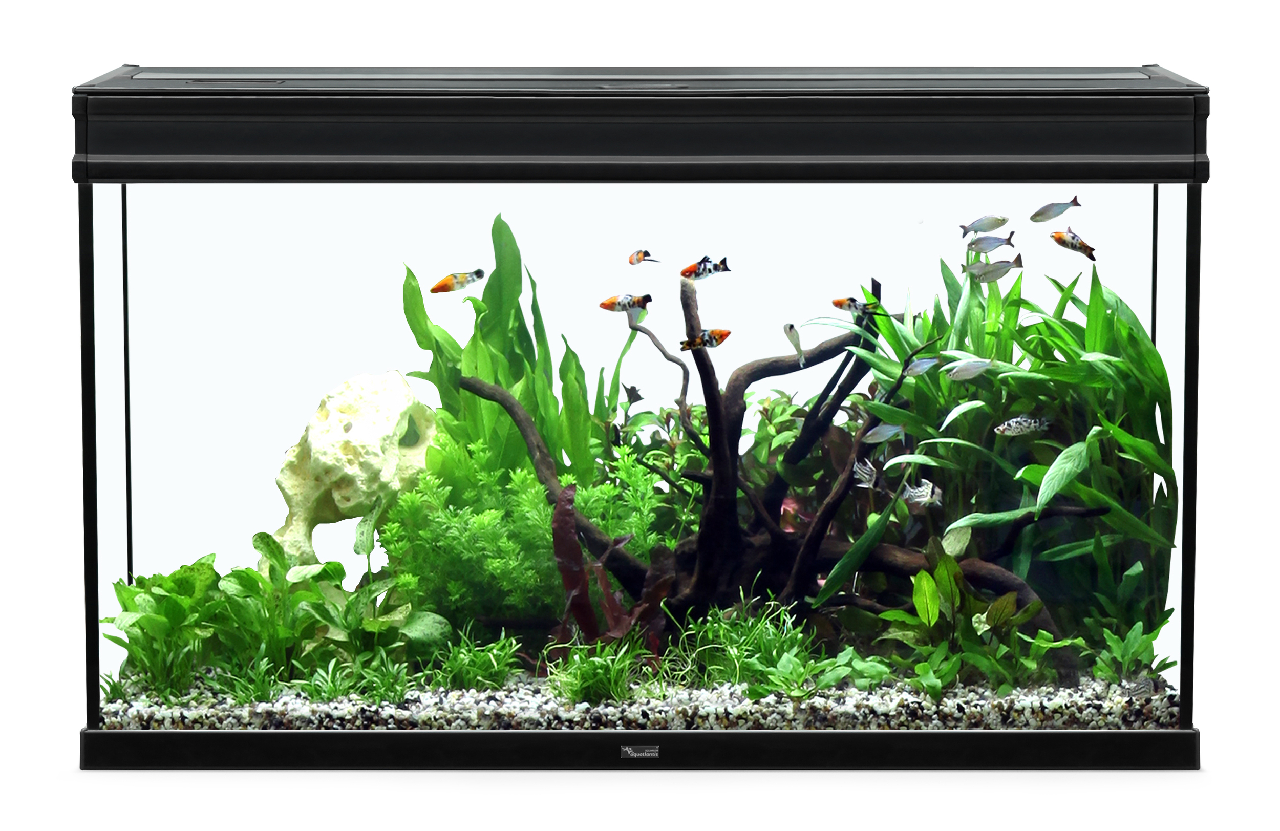 Décor aquarium/terrarium: Racine araignée 40-50 cm