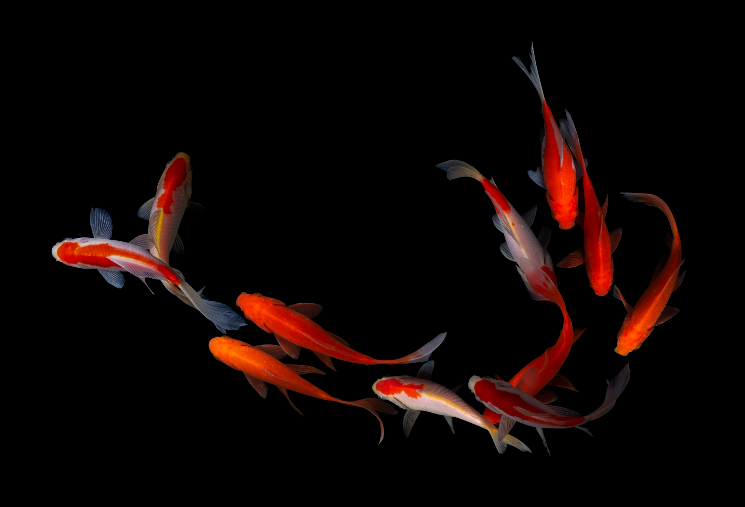 shutterstock 1455116438