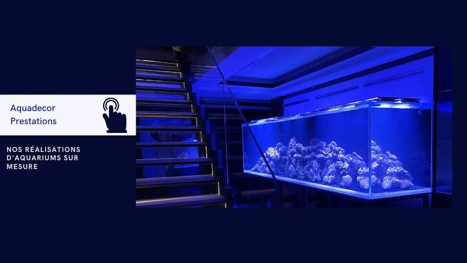 Aquarium sur mesure