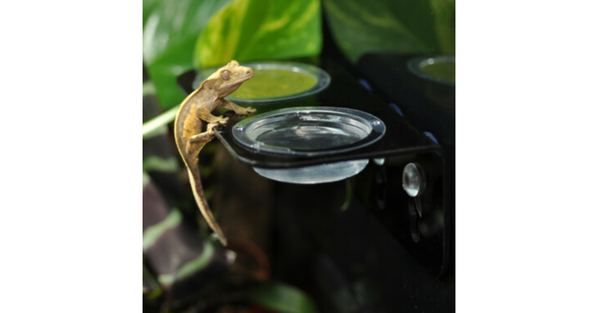 2 Pièces Bol D'eau De Nourriture Pour Reptiles, Maison Tortue Terrestre Mangeoire Reptile Abreuvoir Tortue Bol Deau De Nourriture Pour Reptiles Abreuvoir Pour Lezard Tortue Cameleon Gecko 85284299