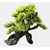 53_SF_DECO_BONSAI_S_FRONT_d72ee