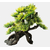 53-sf-deco-bonsai-s-front-d72ee