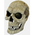 REPTO_DECO_HUMAN_SKULL_XL_5268a