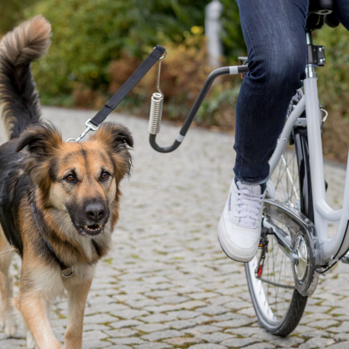Attache chien pour vélo (gros chien)