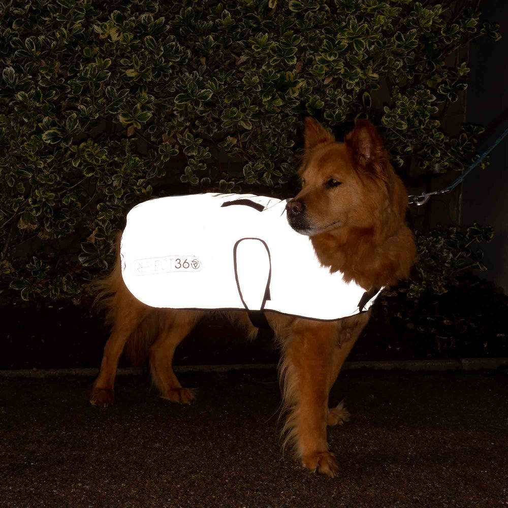 Veste réfléchissante pour chien