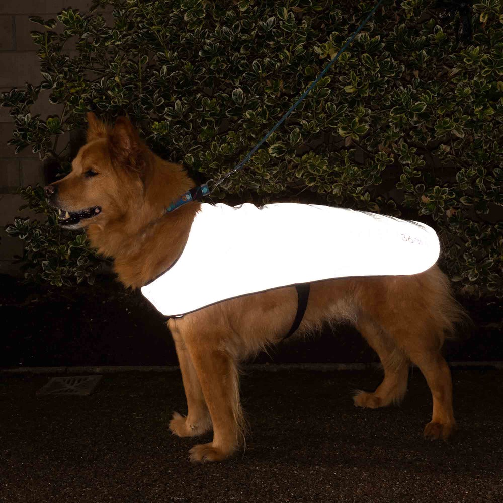 veste-de-chien-pour-balade