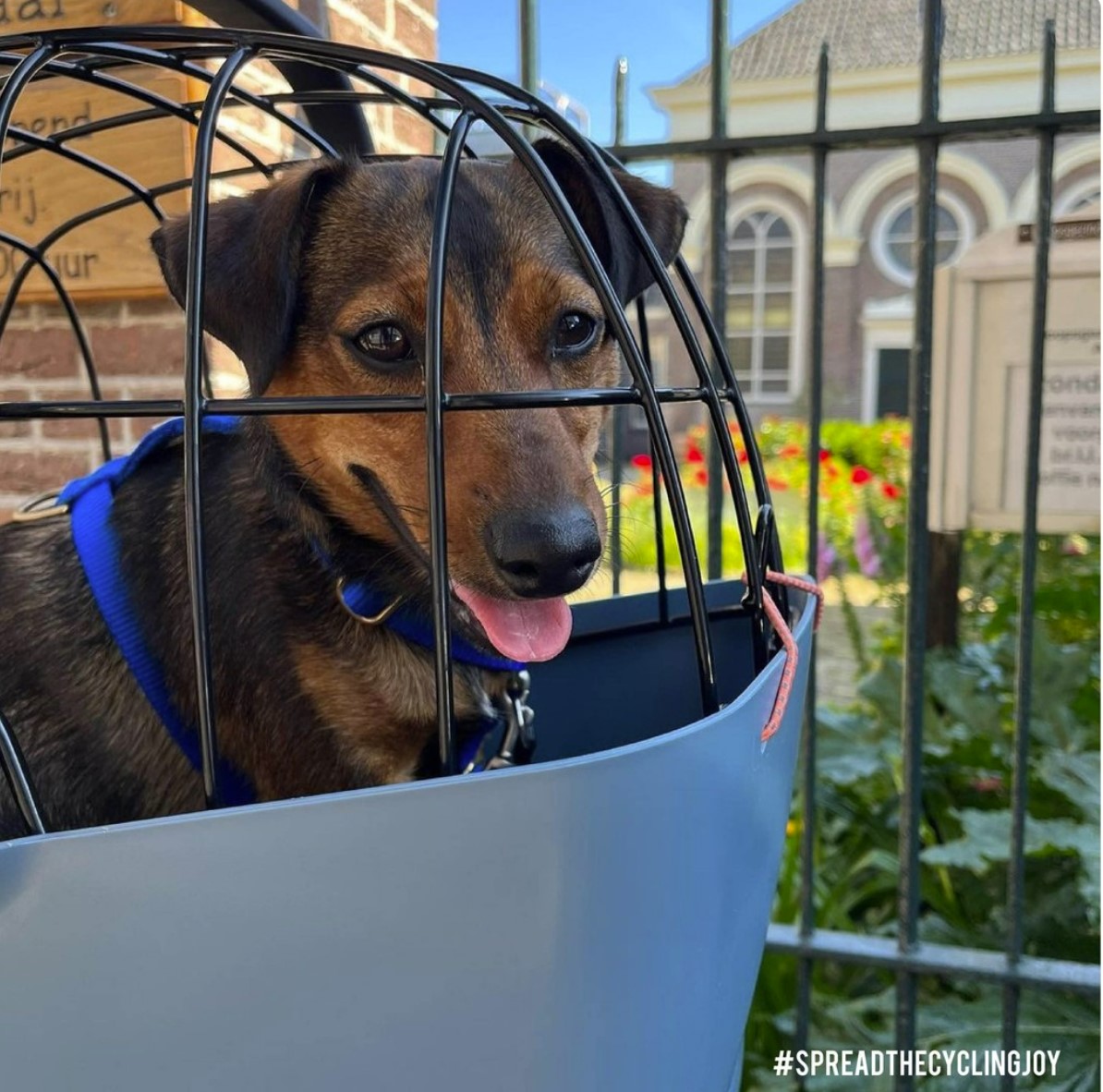 grille-protection-basil